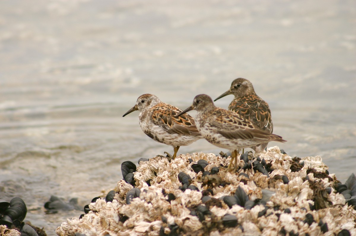 klippesnipe - ML644197632