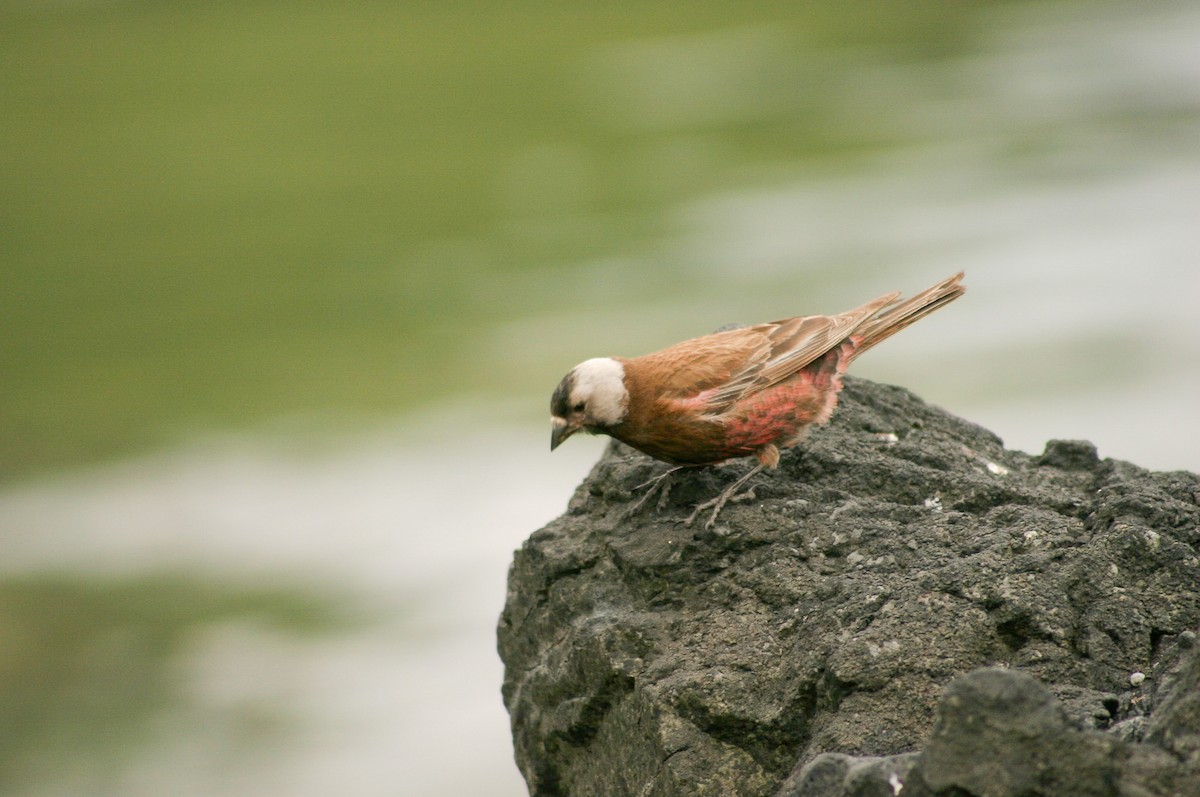 Gray-crowned Rosy-Finch (Aleutian and Kodiak Is.) - ML644197634