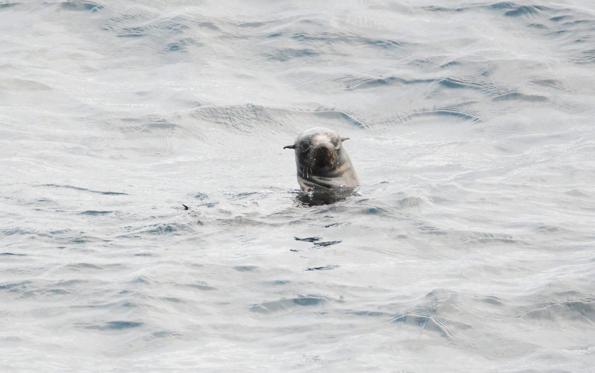 キタオットセイ - ML644197644