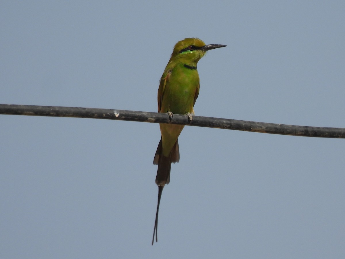 African Green Bee-eater - ML644197651