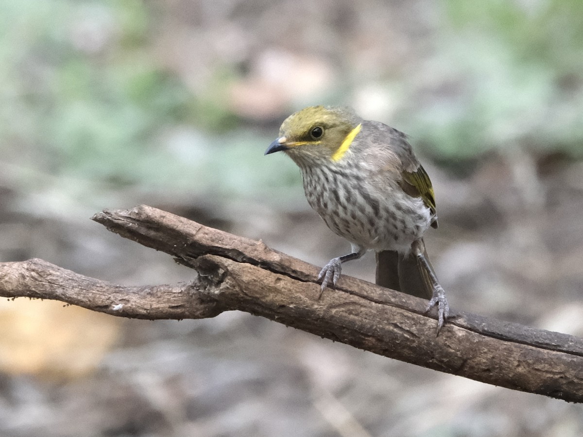 Yellow-plumed Honeyeater - ML644197653
