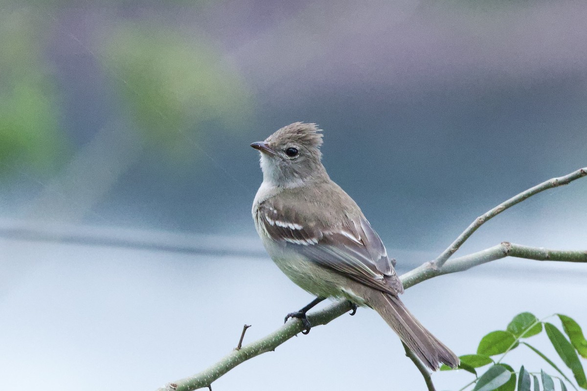 Yellow-bellied Elaenia - ML644197661