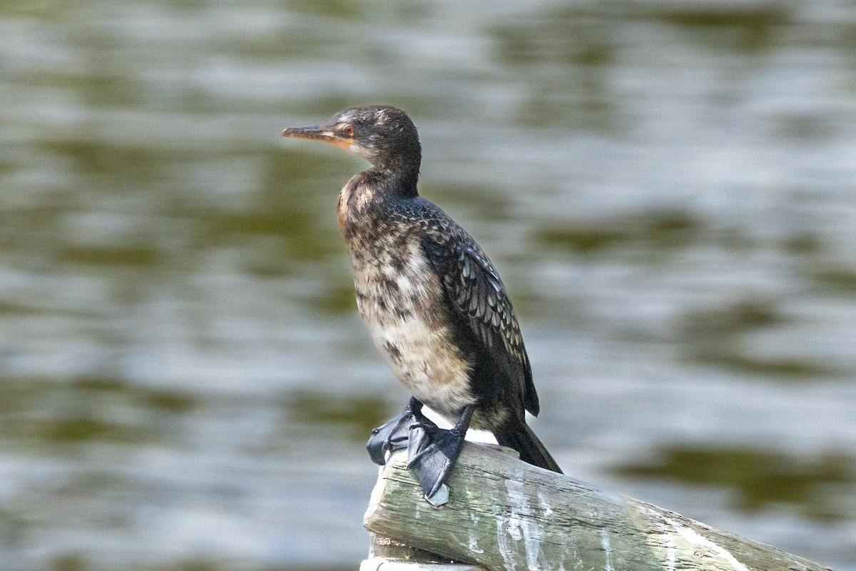 kormorán dlouhoocasý - ML644197663