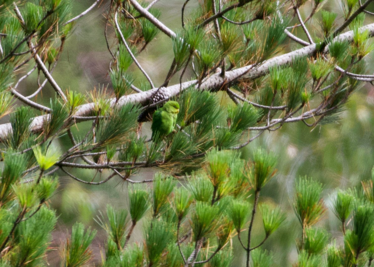 Andean Parakeet - ML644197667