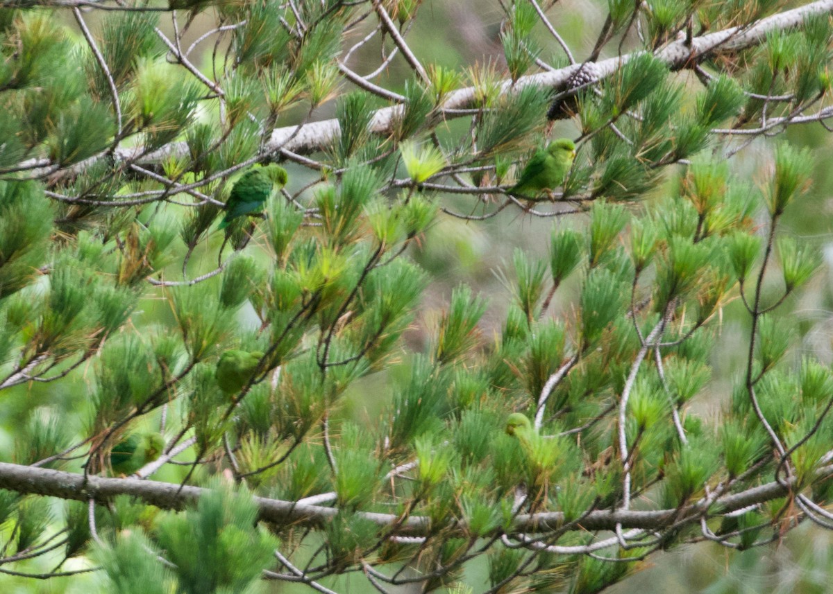 Andean Parakeet - ML644197668