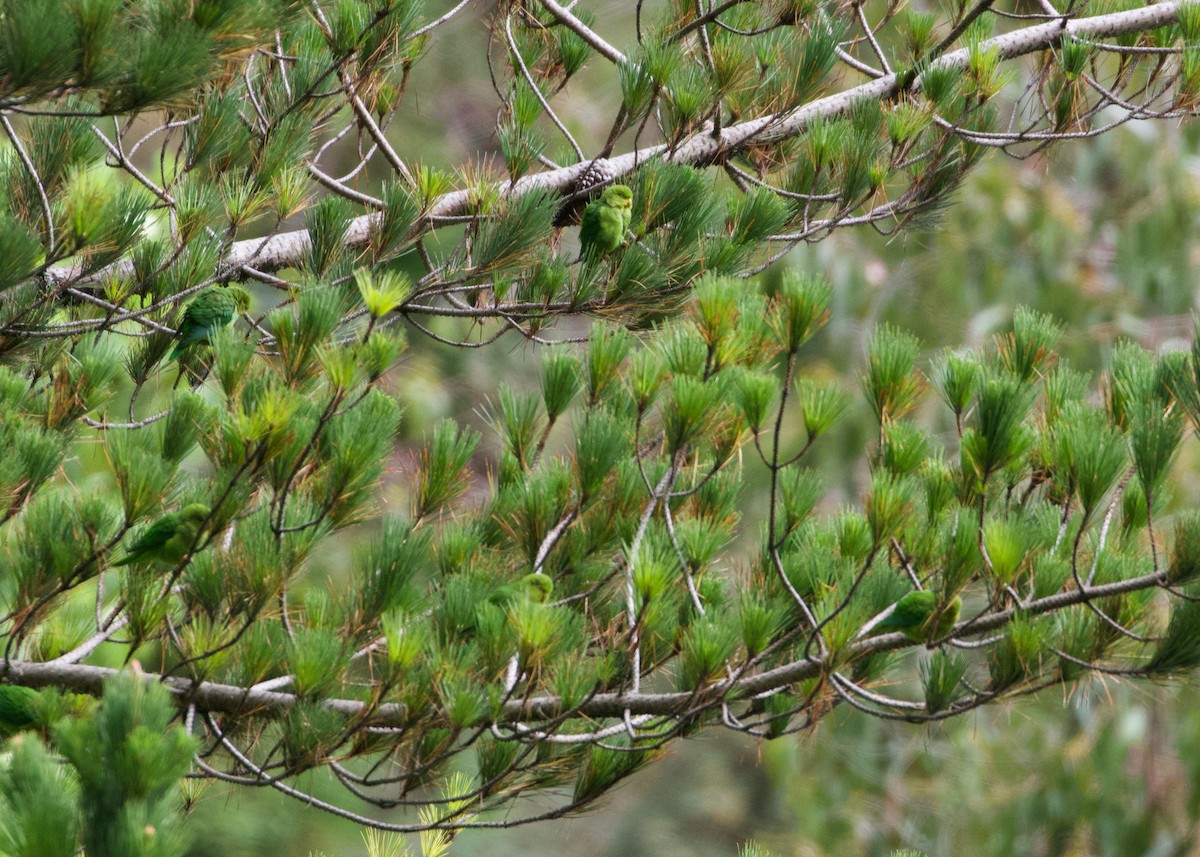 Andean Parakeet - ML644197669