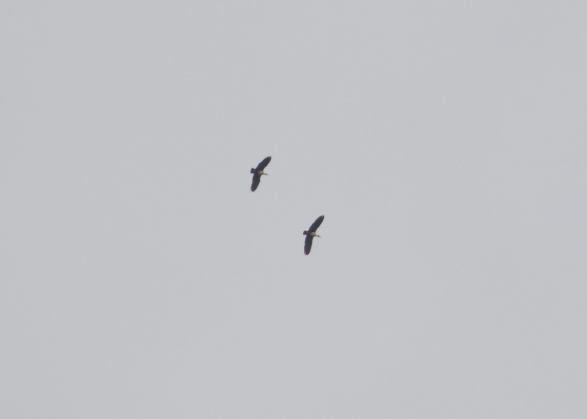 Andean Ibis - ML644197676