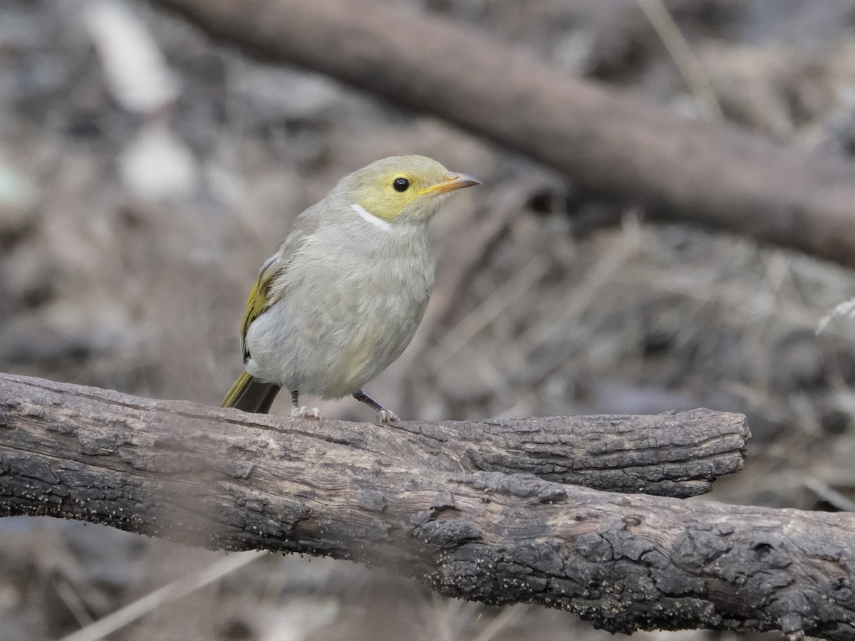 White-plumed Honeyeater - ML644197677