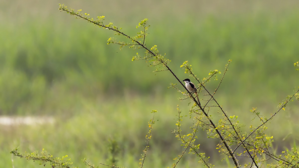 Schachwürger - ML644197685