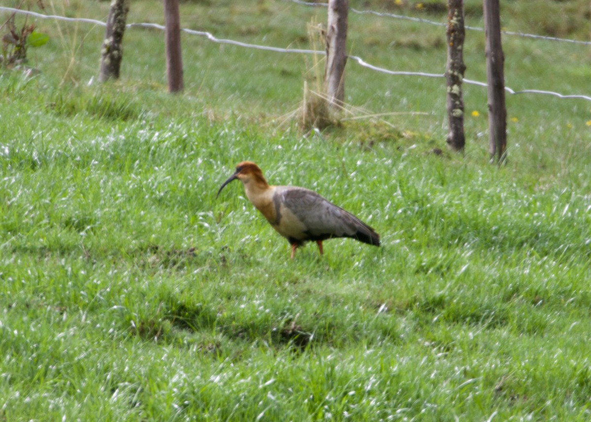 Andean Ibis - ML644197691