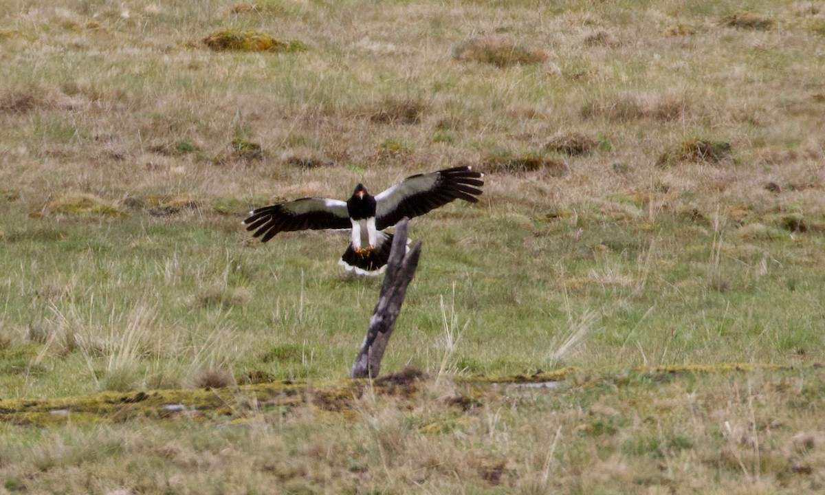 Caracara montagnard - ML644197693