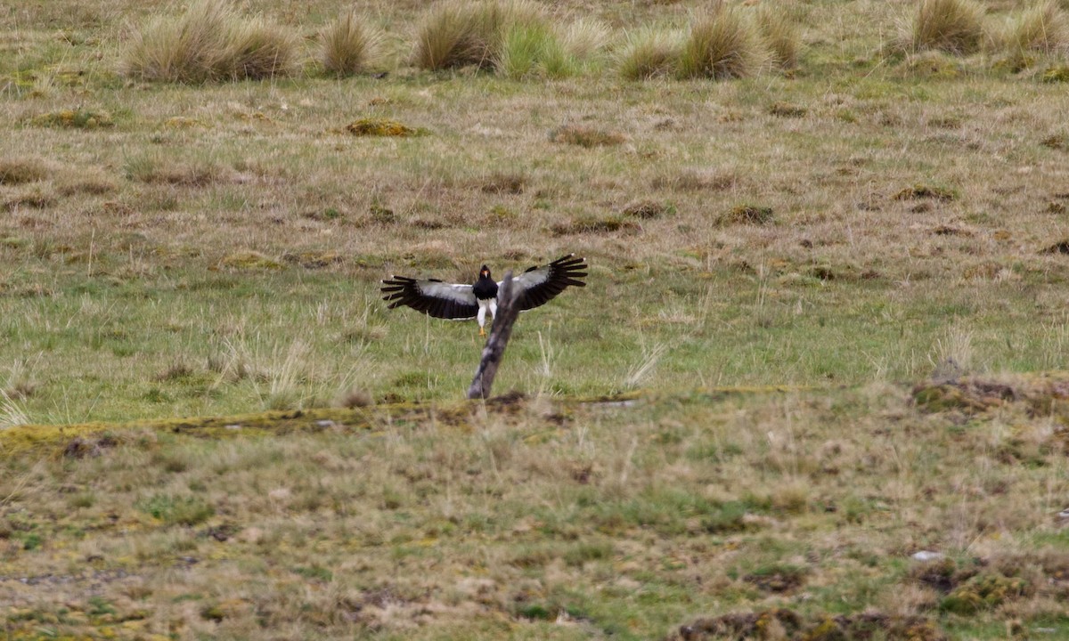 Caracara montagnard - ML644197694