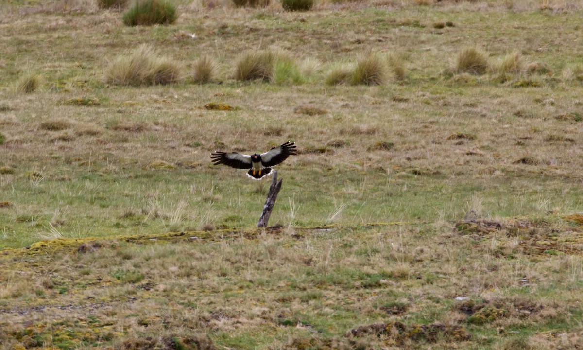 Caracara montagnard - ML644197695
