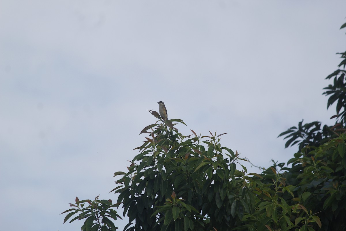 Gray-backed Shrike - ML644197699