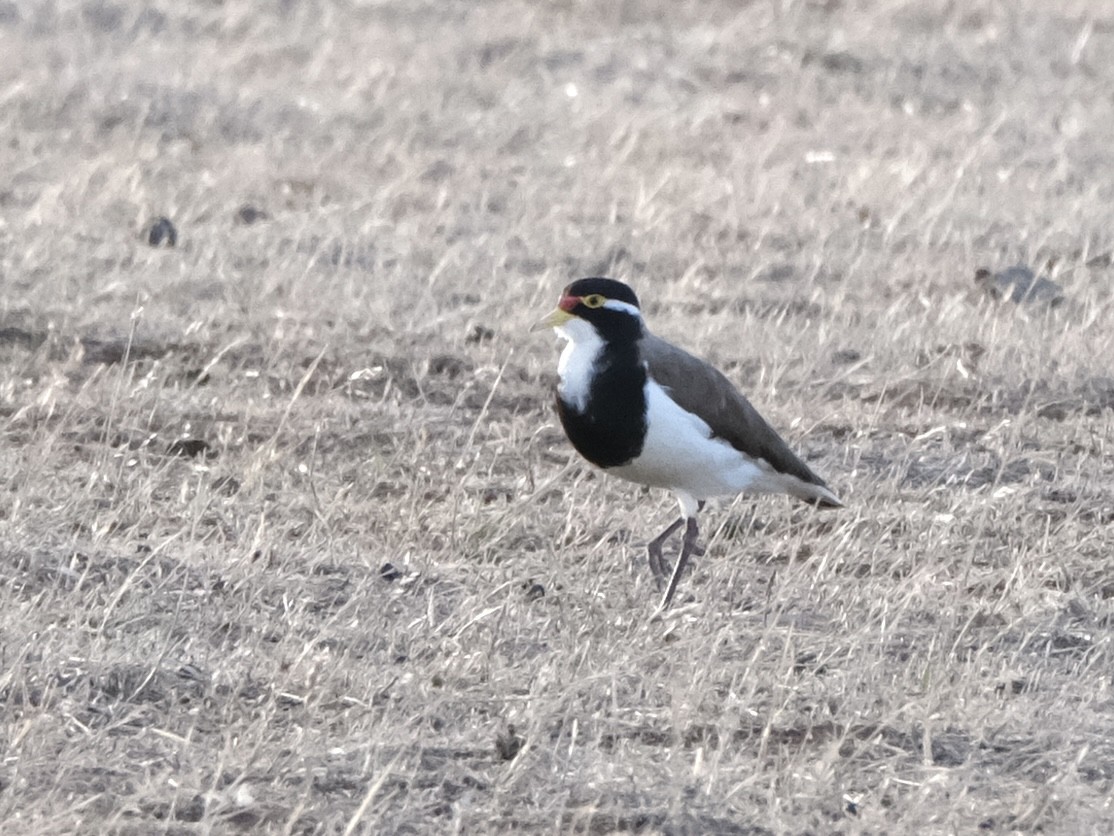 Vanneau tricolore - ML644197703