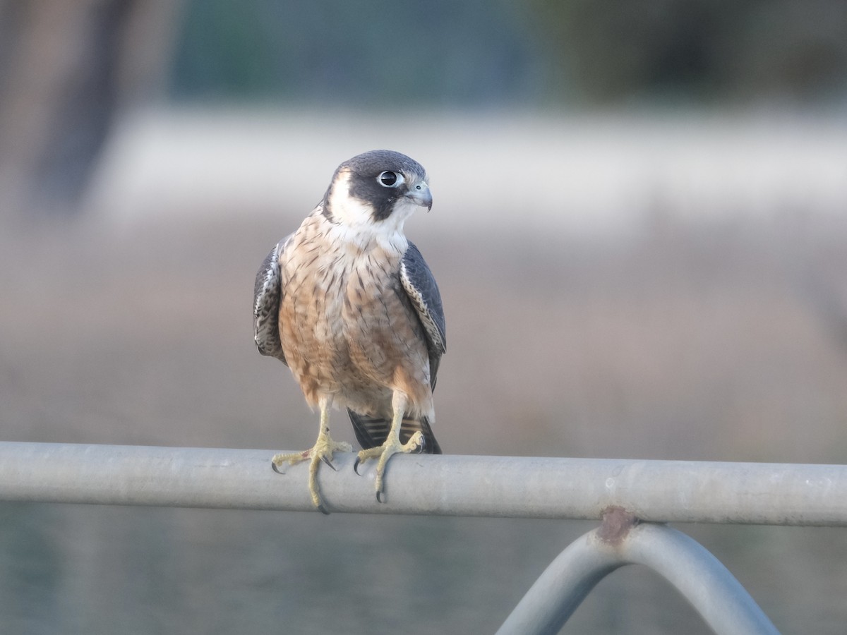 ostříž australský - ML644197711