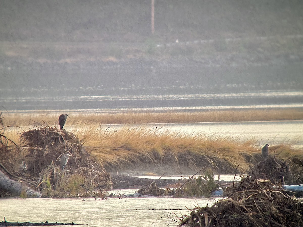 Great Blue Heron - ML644197712