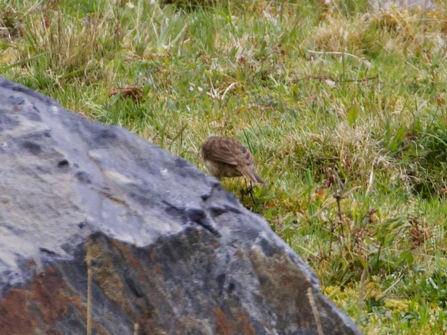 Streak-throated Canastero - ML644197713