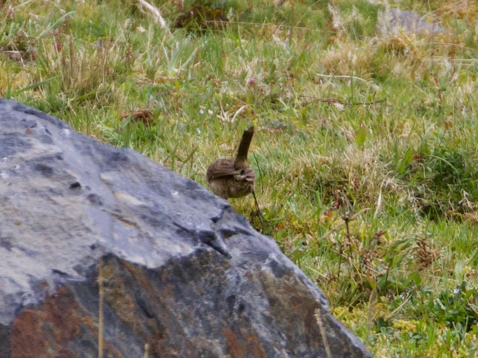 Streak-throated Canastero - ML644197714