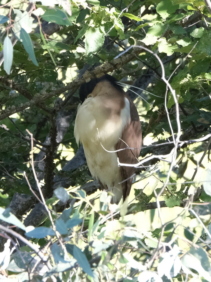 kvakoš rezavý - ML644197724