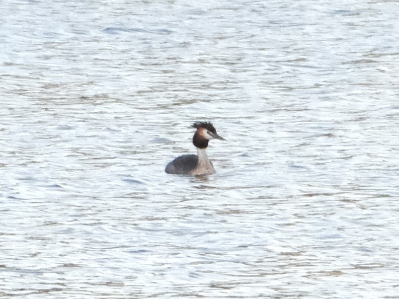 potápka roháč - ML644197729