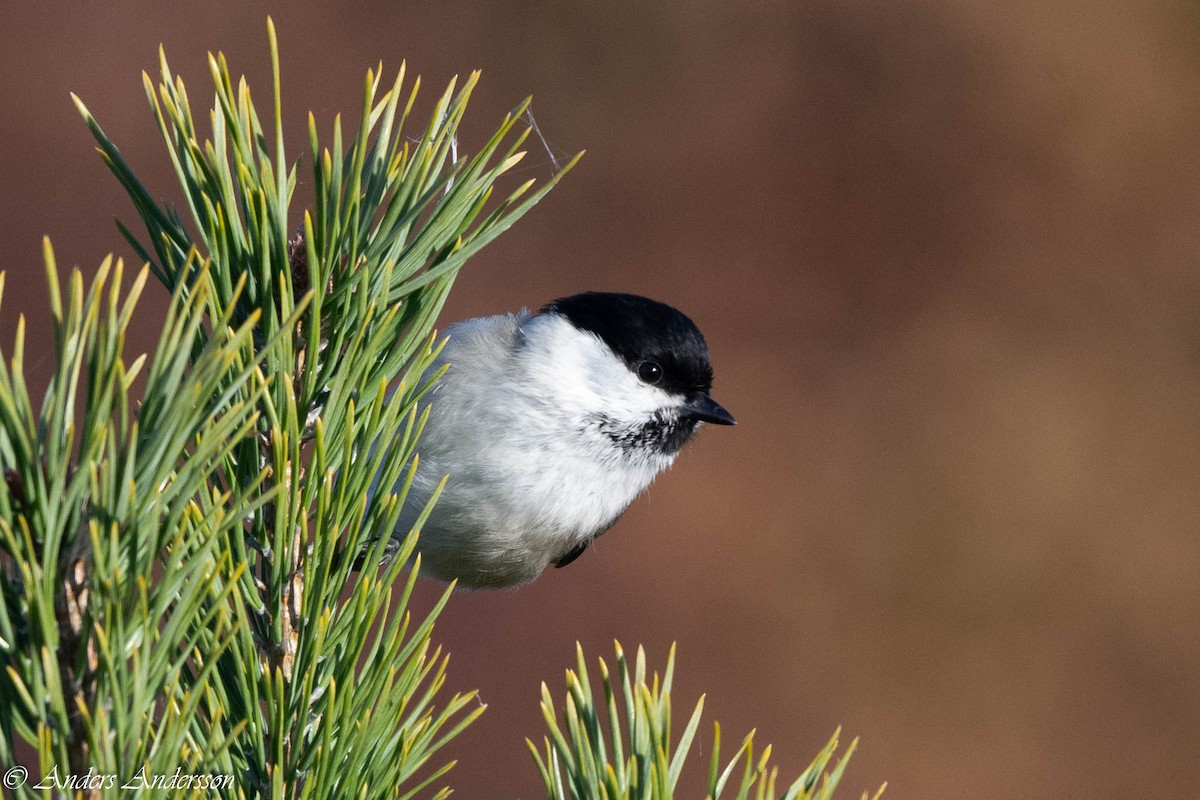 Mésange boréale - ML644197757