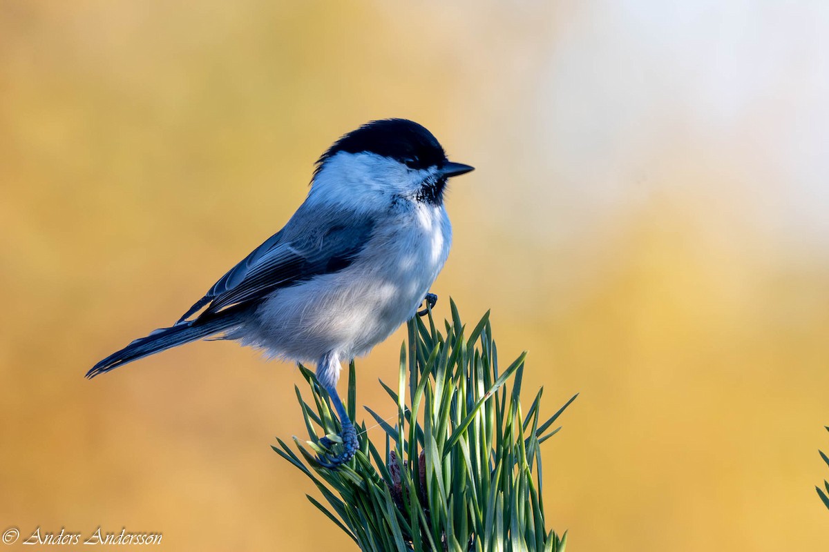 Mésange boréale - ML644197760