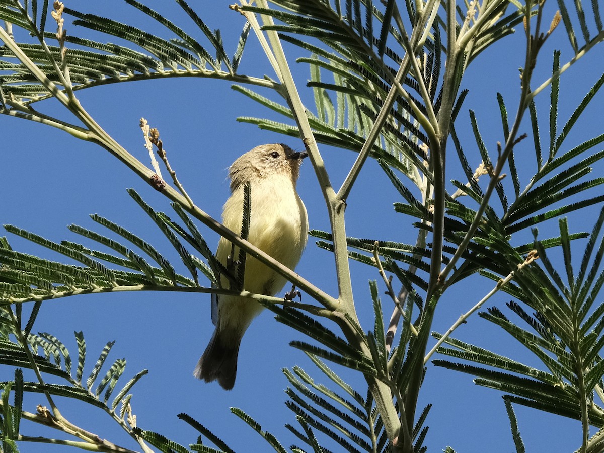 ヒメトゲハシムシクイ - ML644197762