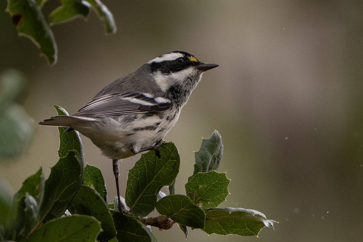 Black-throated Gray Warbler - ML644197768