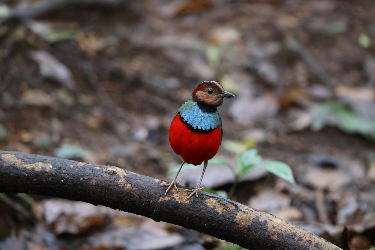 Sulawesi Pitta (Sulawesi) - ML644197777