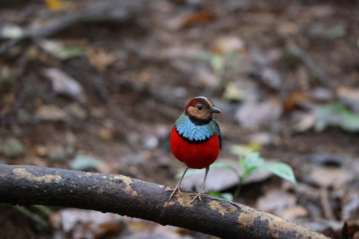 Sulawesi Pitta (Sulawesi) - ML644197783