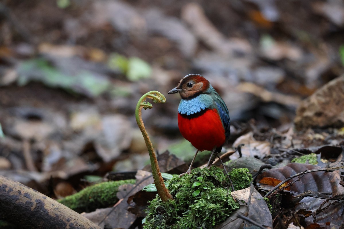 Sulawesi Pitta (Sulawesi) - ML644197787