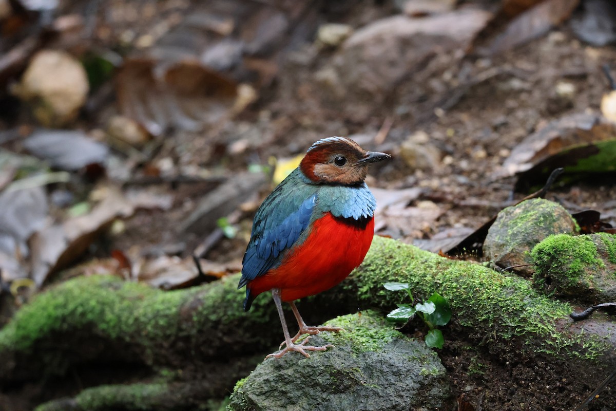 Sulawesi Pitta (Sulawesi) - ML644197788