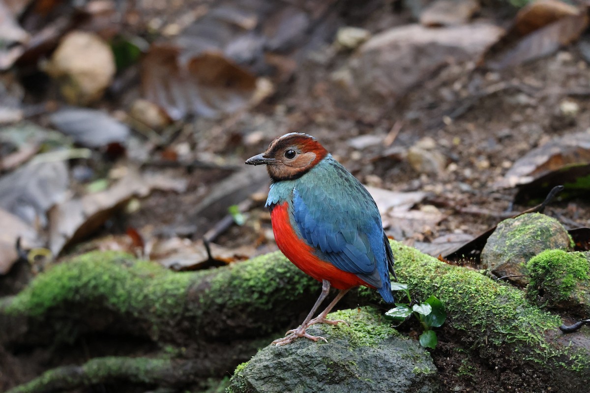 Sulawesi Pitta (Sulawesi) - ML644197789