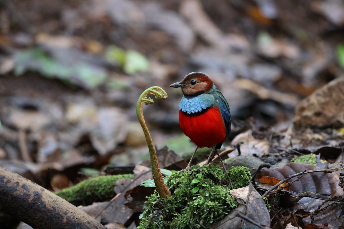 Sulawesi Pitta (Sulawesi) - ML644197790