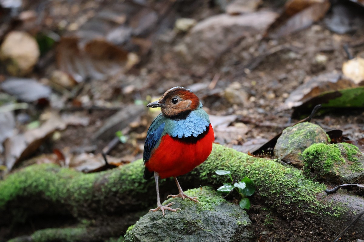 Sulawesi Pitta (Sulawesi) - ML644197791