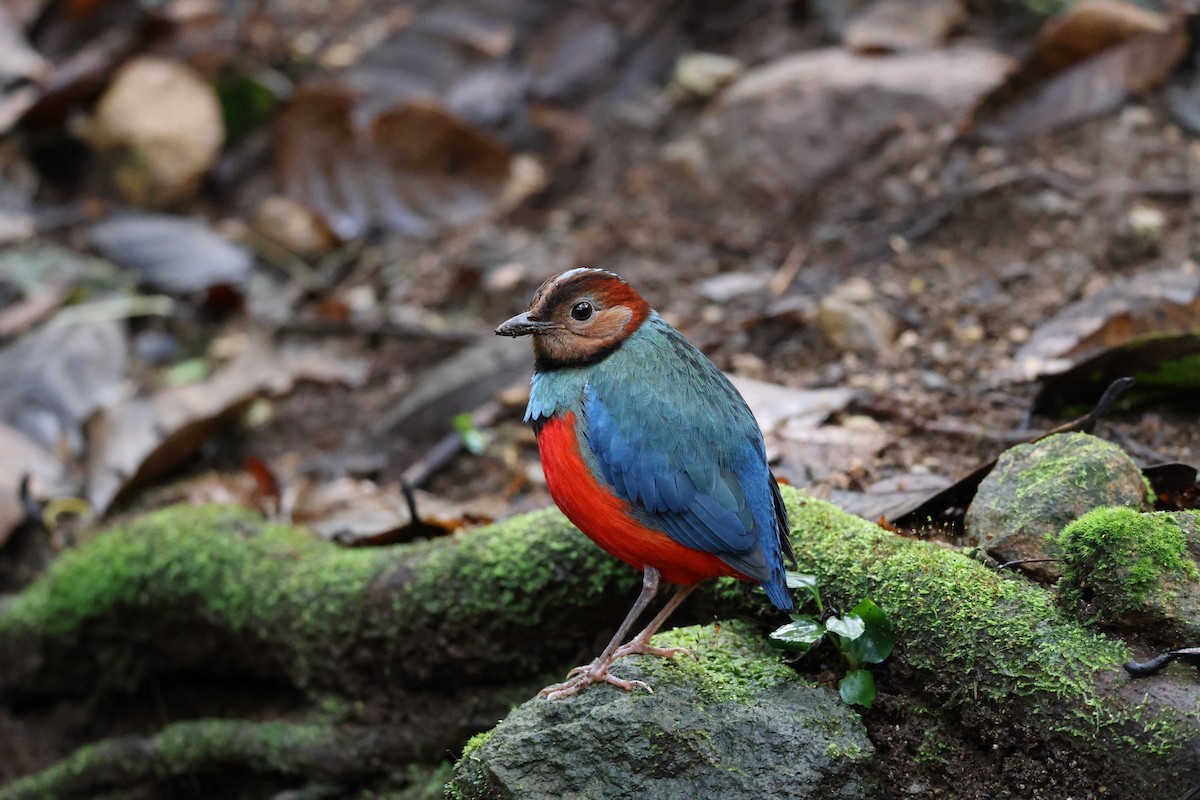 Sulawesi Pitta (Sulawesi) - ML644197792