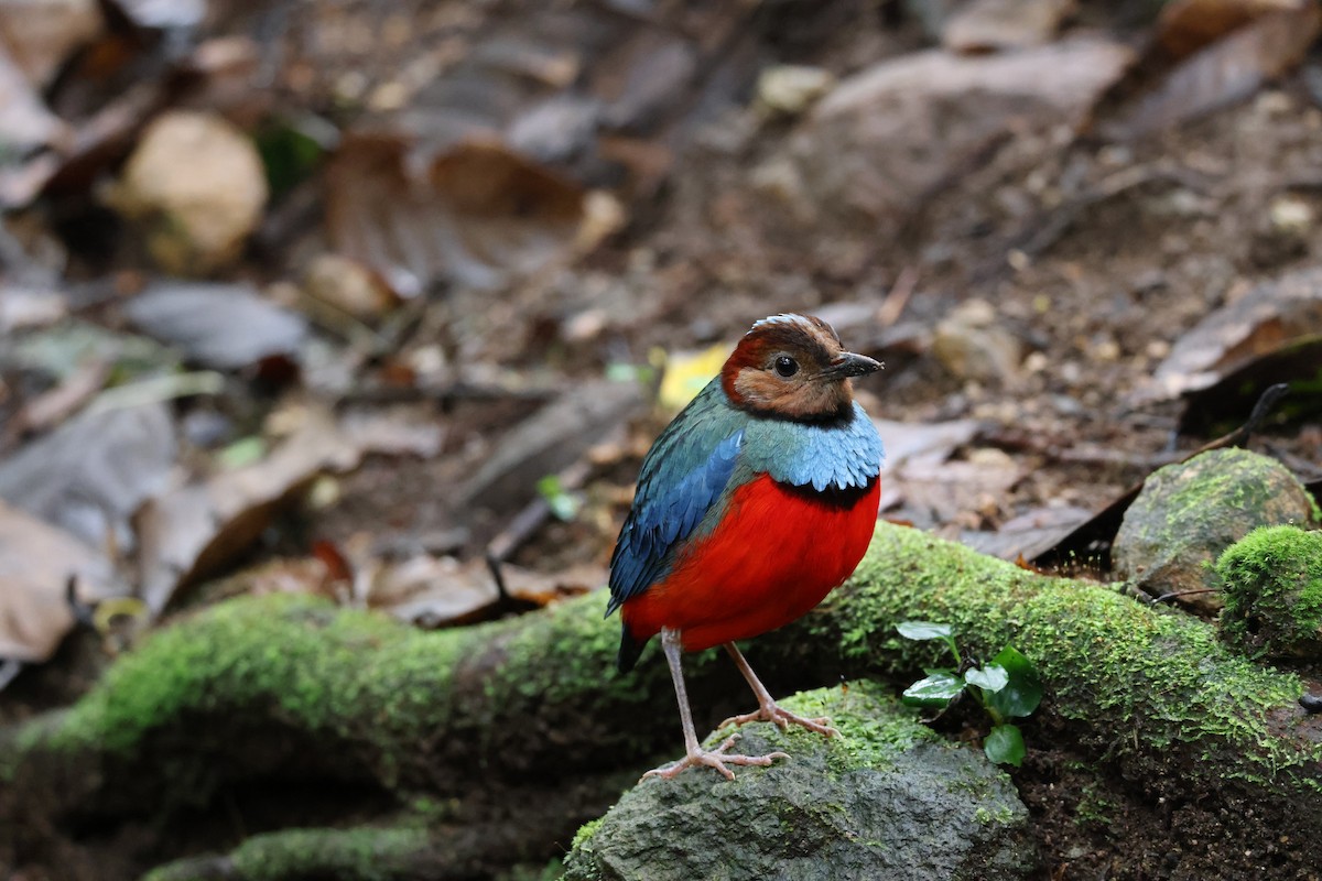 Sulawesi Pitta (Sulawesi) - ML644197793