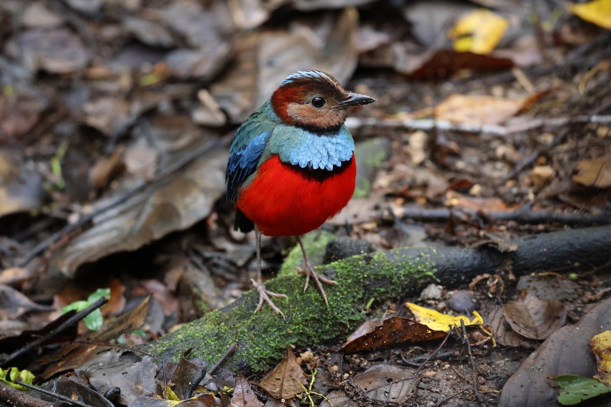 Sulawesi Pitta (Sulawesi) - ML644197794