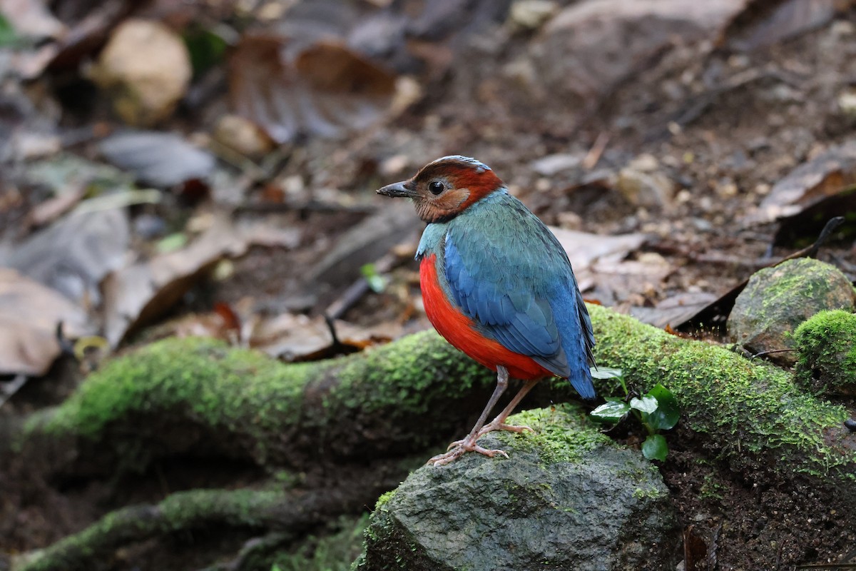 Sulawesi Pitta (Sulawesi) - ML644197795