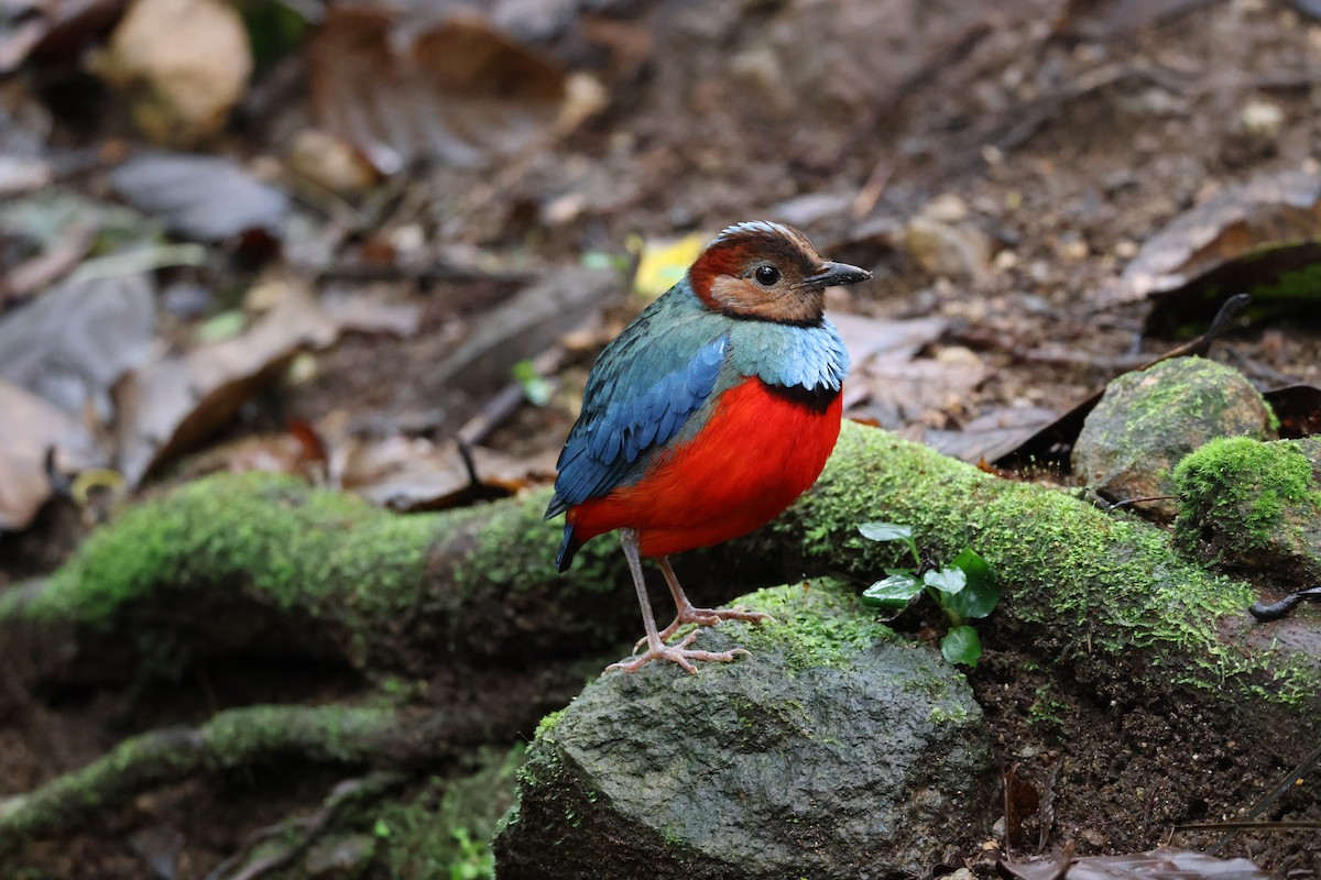 Sulawesi Pitta (Sulawesi) - ML644197796