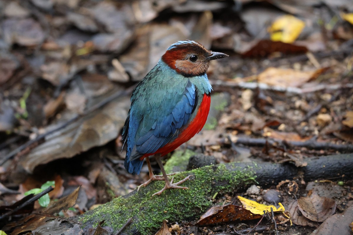 Sulawesi Pitta (Sulawesi) - ML644197797