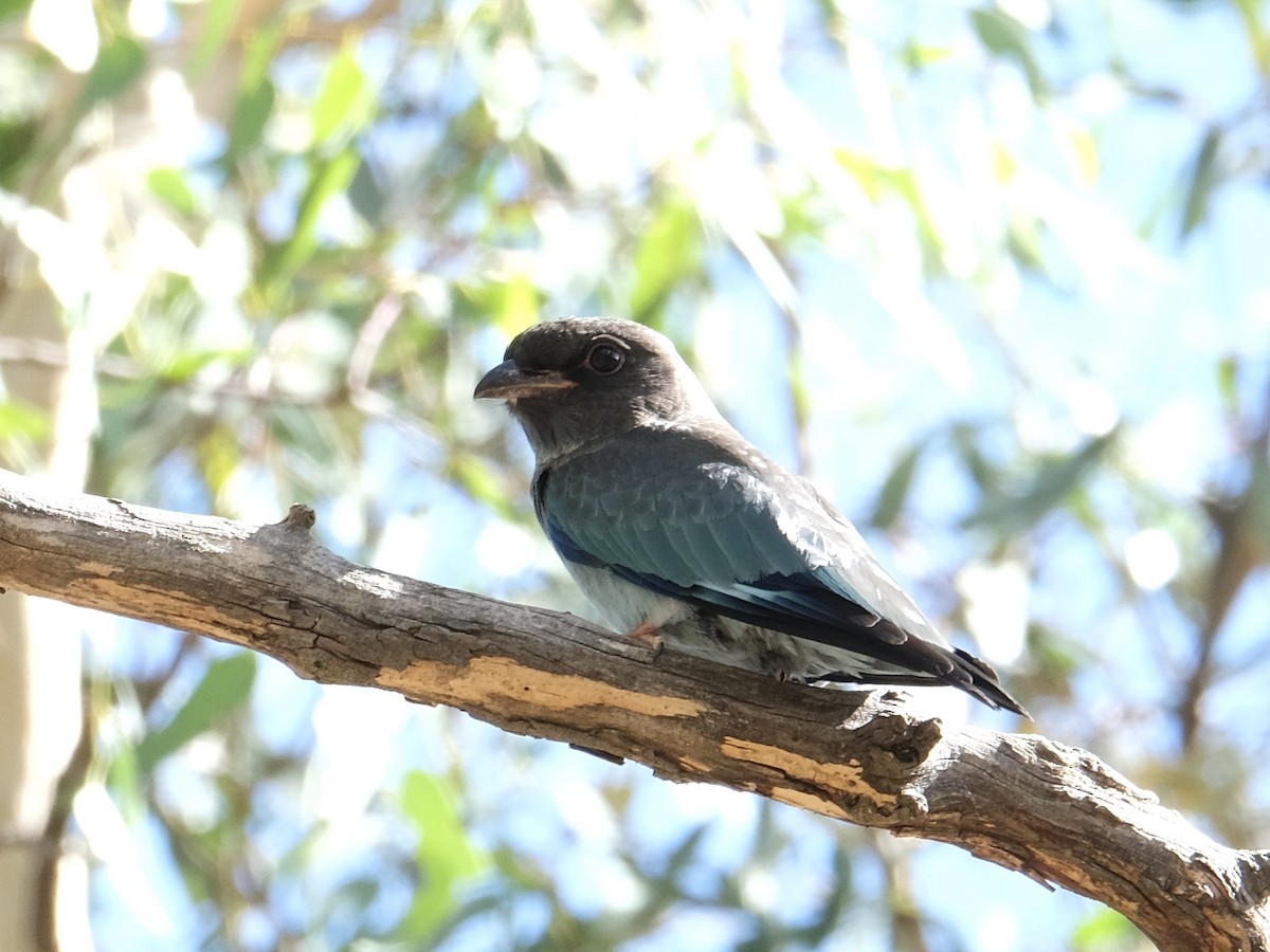 šírozobec východní - ML644197798