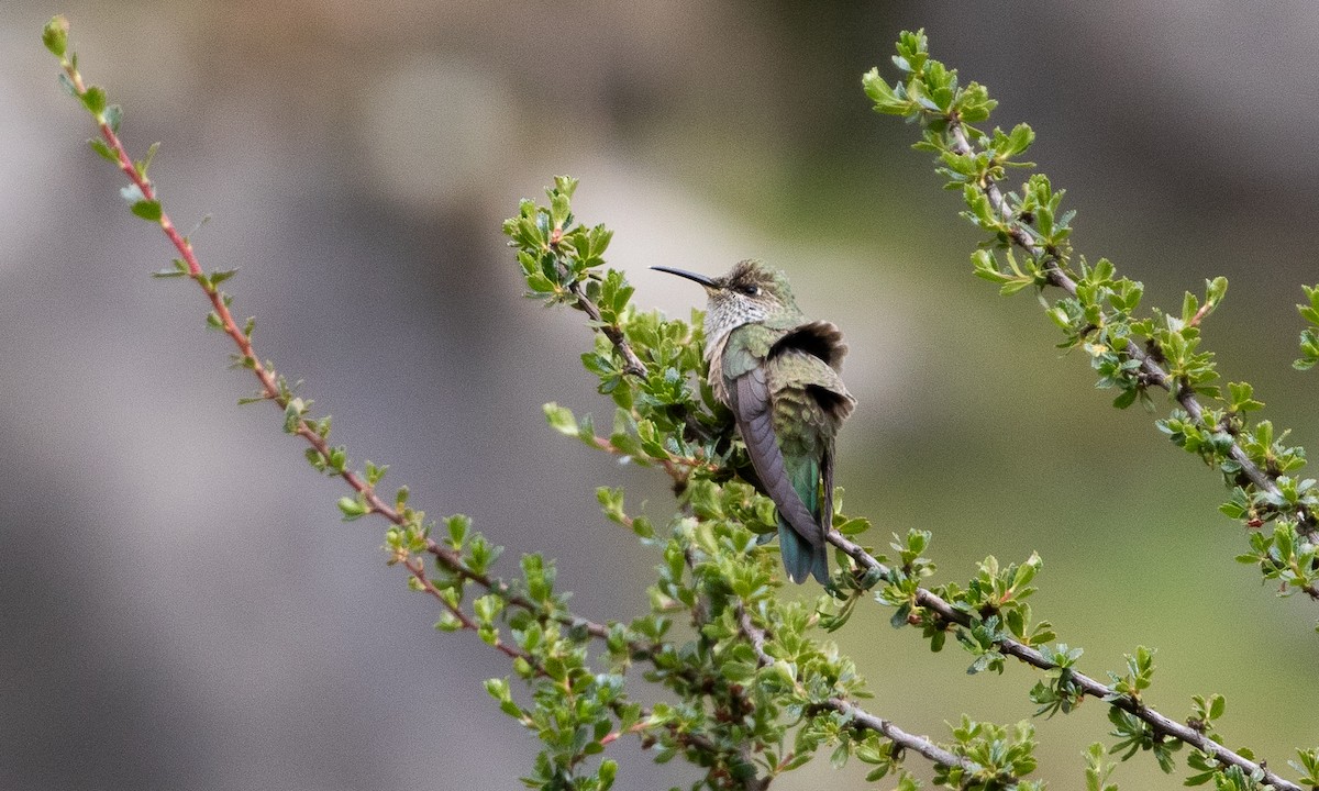 Kara Karınlı Dağyıldızı - ML644197806