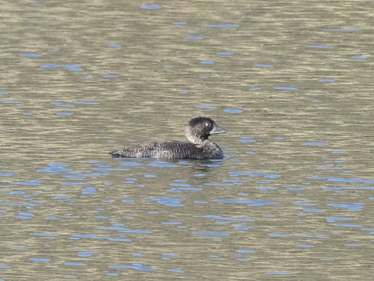 kachnice laločnatá - ML644197811