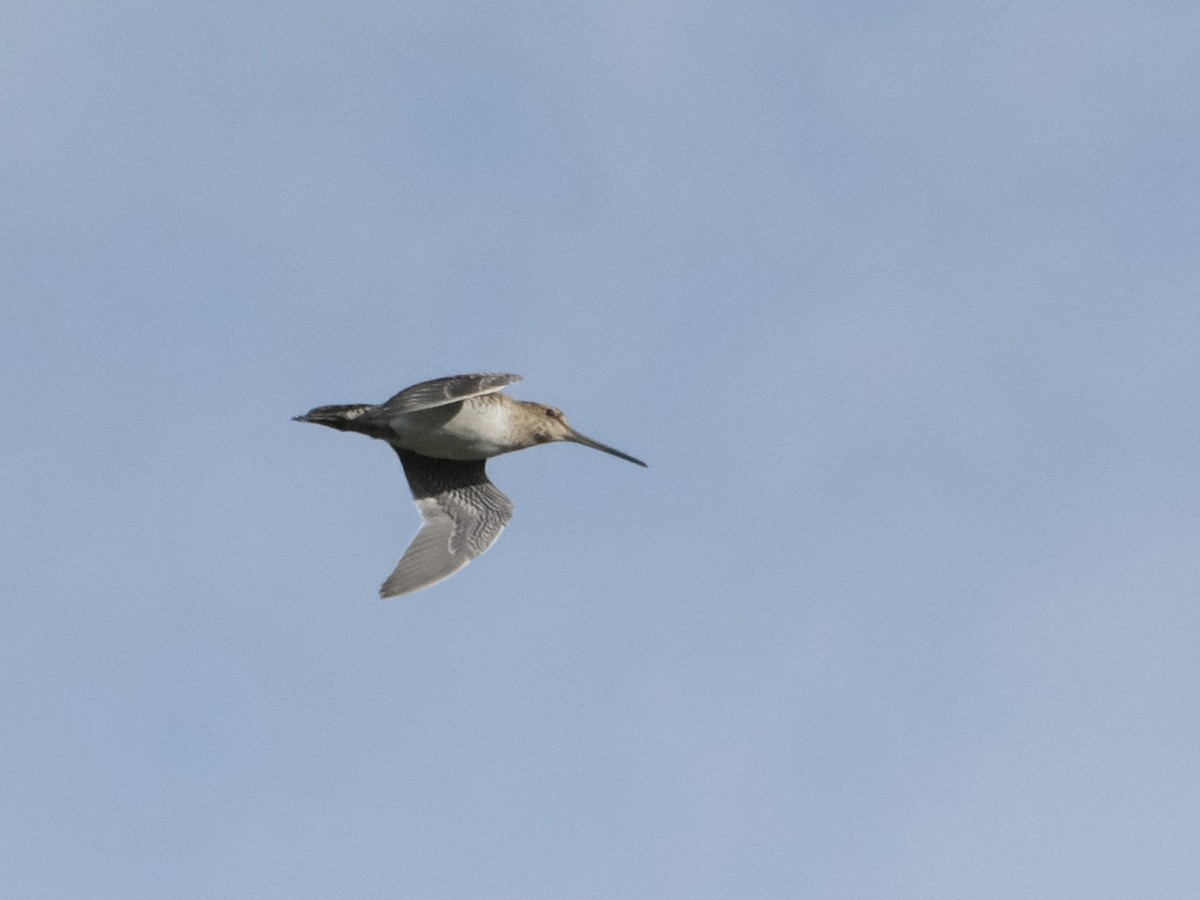 bekasina japonská - ML644197824