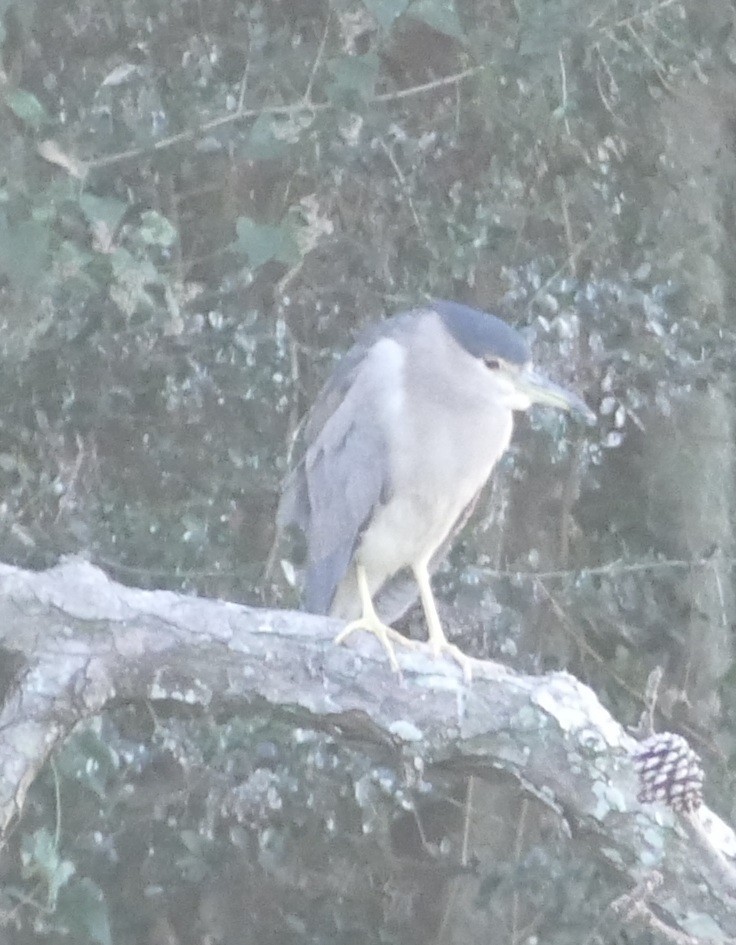 ゴイサギ - ML644197837