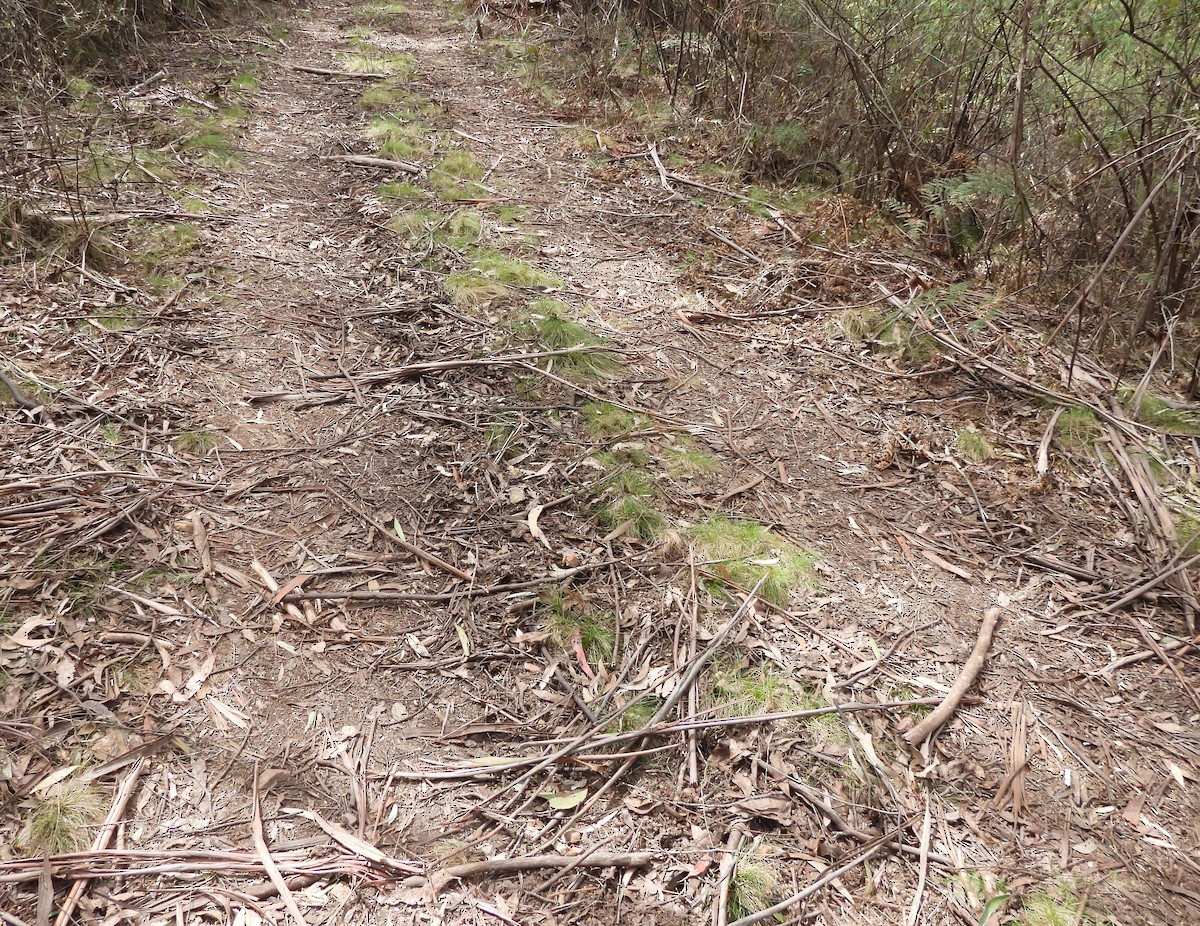 lyrochvost nádherný - ML644197839