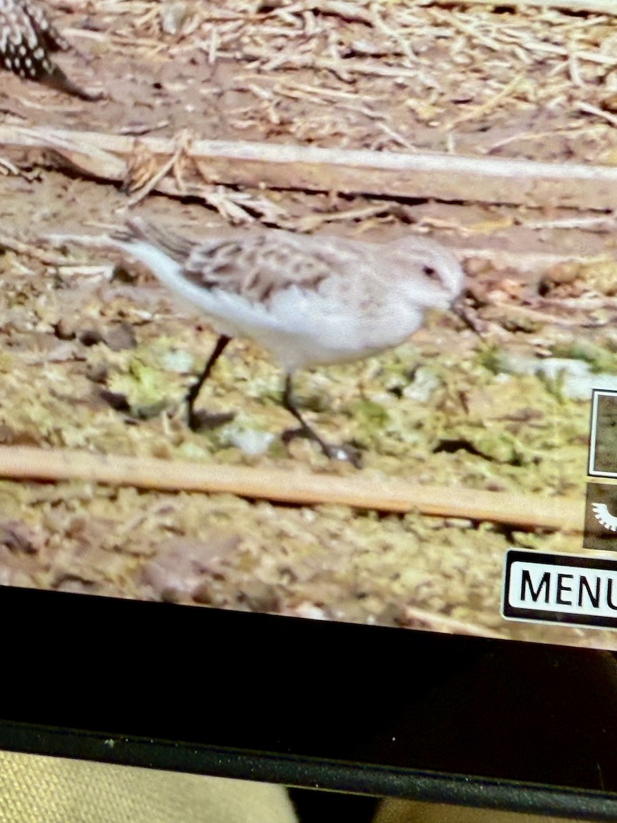 Bécasseau minute - ML644197845