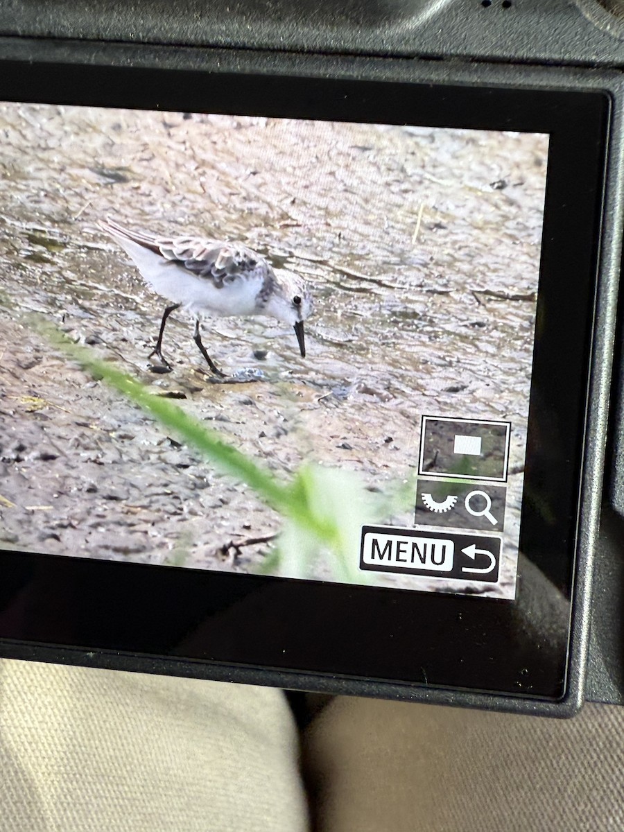 Bécasseau minute - ML644197846